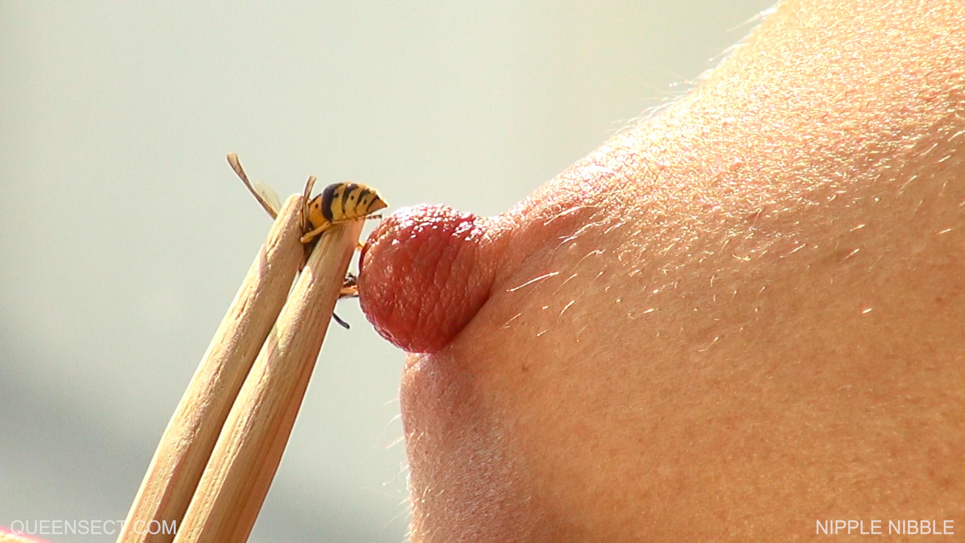 Bee sting in the love nest